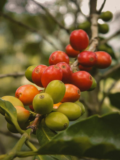Transform Your Coffee Experience, Anytime, Anywhere!